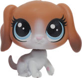 #231 Beagle